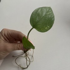 1x golden Pothos Devils Ivy