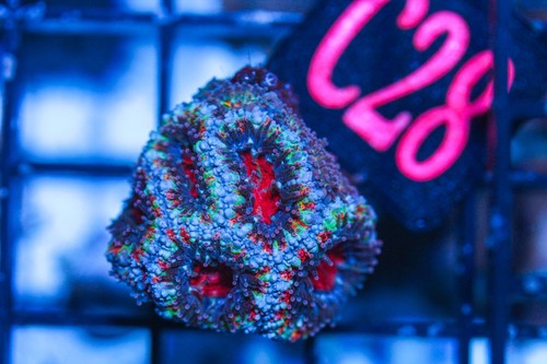 Wysiwyg live coral corals - live,