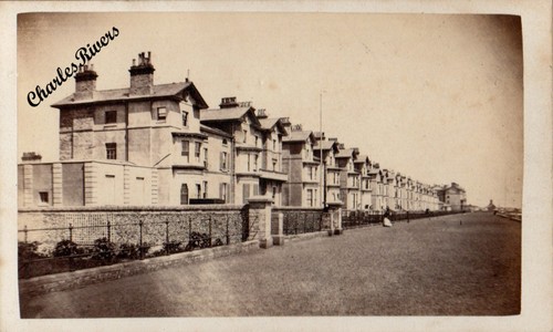 Cdv terraced houses - terraced,