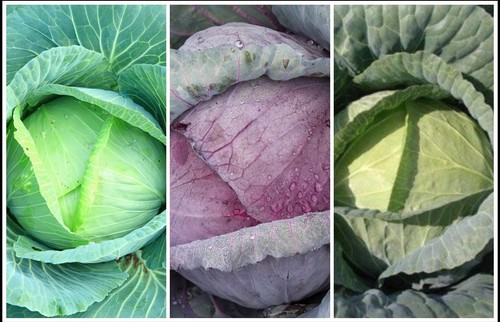 Cabbage plant plug mixed pack - plant,