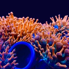 Rose Bubble Tip Anemone Single