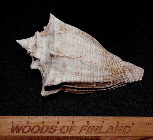 Exceptional large eocene - exceptional,