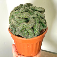 Rare Mammillaria tepeyacensis (Tepelcactus) – Spiny Desert Cactus 12×8 cm | Easy