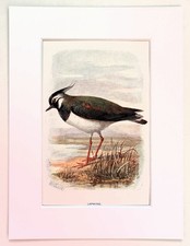 LAPWING - Mounted Antique c.1900 Colour Print - Wall Art Decor