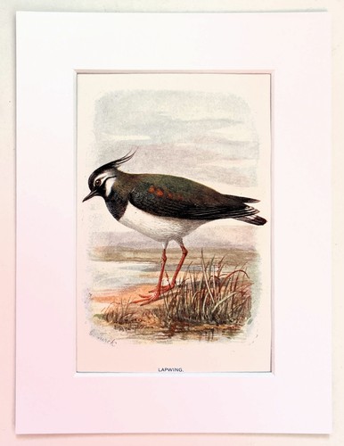Lapwing mounted antique - -,