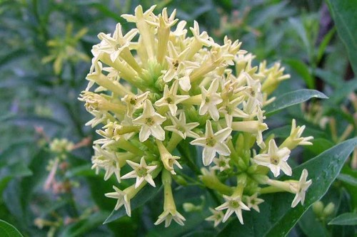 Cestrum yellow cream - cestrum, yellow/cream