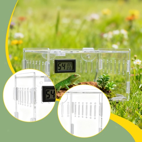 Acrylic spider enclosure - acrylic,