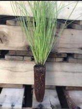 20 Containerized Longleaf Pine
