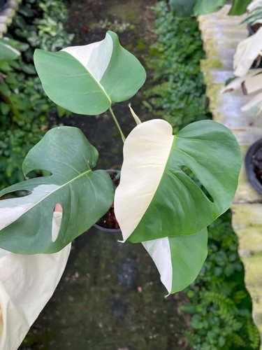 Monstera albo variegated - albo,