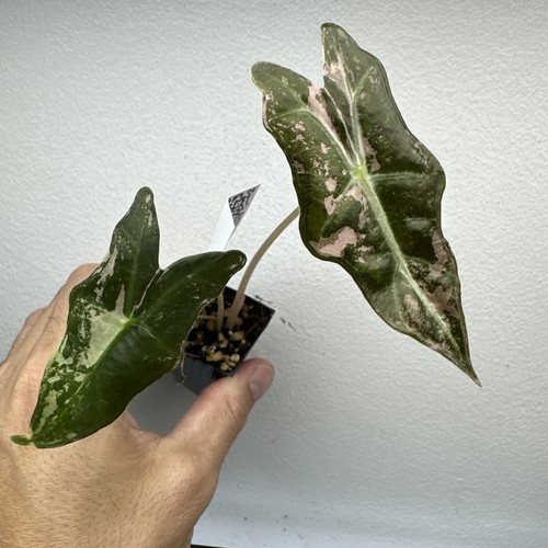 Alocasia nobilis pink - alocasia,