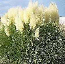 Cortaderia selloana white - cortaderia,