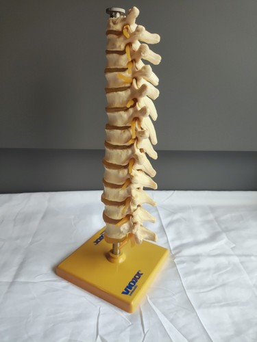 Human spinal cord lumbar - human,
