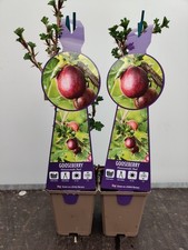 2x Soft Fruit Gooseberry