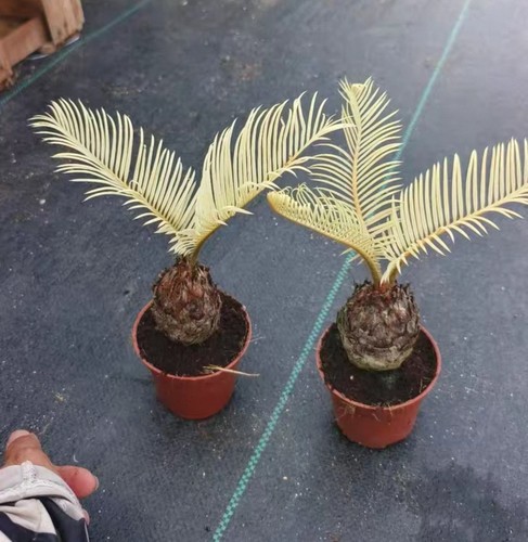 6cm rare live - 5-6cm, plant