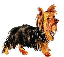 Yorkshire terrier Dog