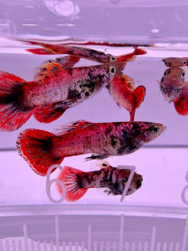 Magenta tiger guppies sexed - tiger,