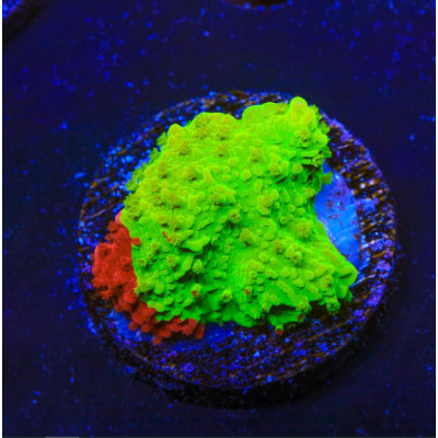Aci cultured nuclear fusion - aci,