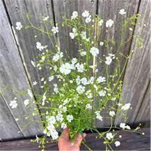 Gypsophila covent garden - covent, 500