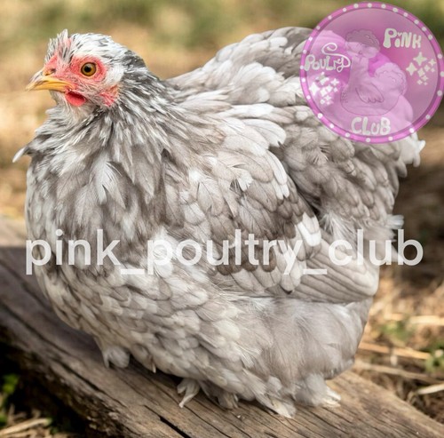 Rare high quality bantam - rare,
