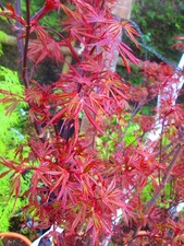 5.5ft inc. pot 40litre LARGE