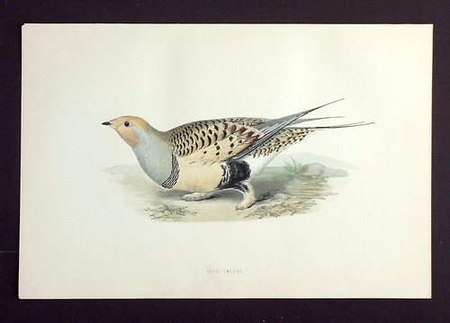 Sand grouse original - sand, antique