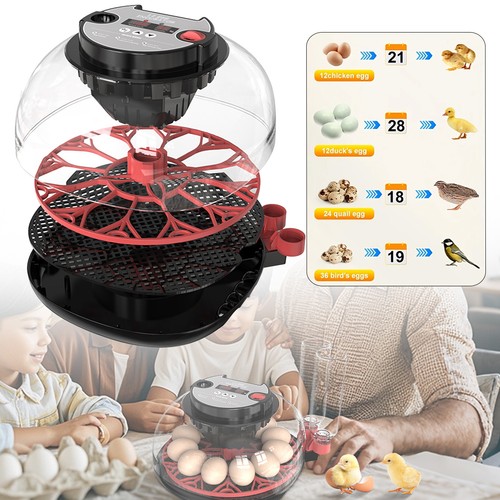 Household eggs 35w - 12,