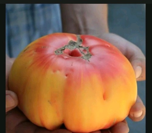 Tomato plants 60cm - xl,