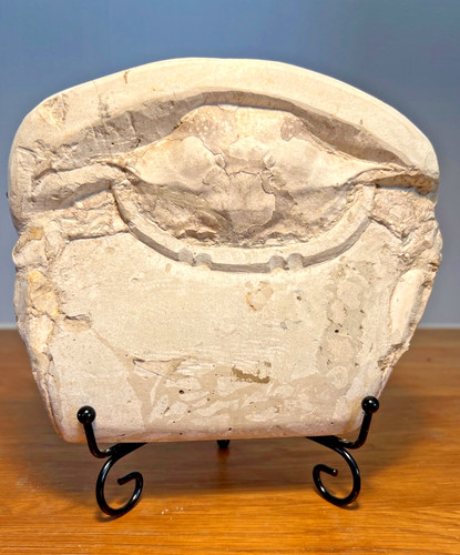 Rare fossil crab from italy - from,