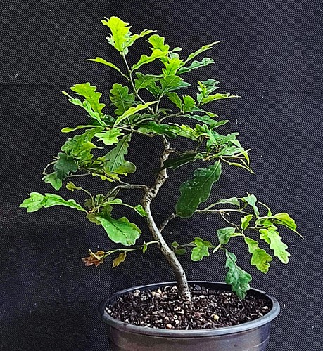 English oak pre bonsai - oak,