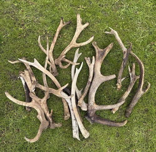 Job lot fallow - fallow, red