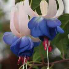 6 Hardy Fuchsia Delta's Sarah Perennial  Shrub  Patio Plug Plants