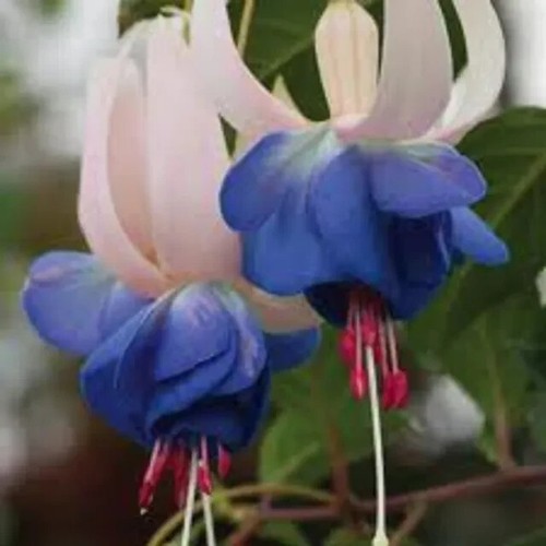 Hardy fuchsia delta sarah - 6,