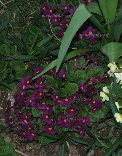 Wild primula dwarf - wild,