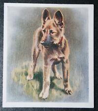 ALSATIAN  GERMAN SHEPHERD  Puppy  Vintage 1930's Textured Card  FE11  