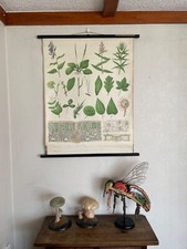 Vintage LEAVES school chart