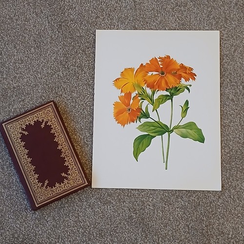 Vintage 1979 campion flower - vintage,