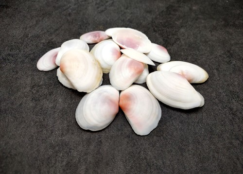 Rose petal tellin seashell - tellin,