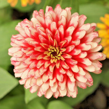 100x Super Zinnia Senorita Pink Cactus Seeds – Giant Bold & Bright Annual Blooms