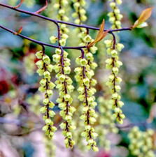 Stachyurus Chinensis Joy