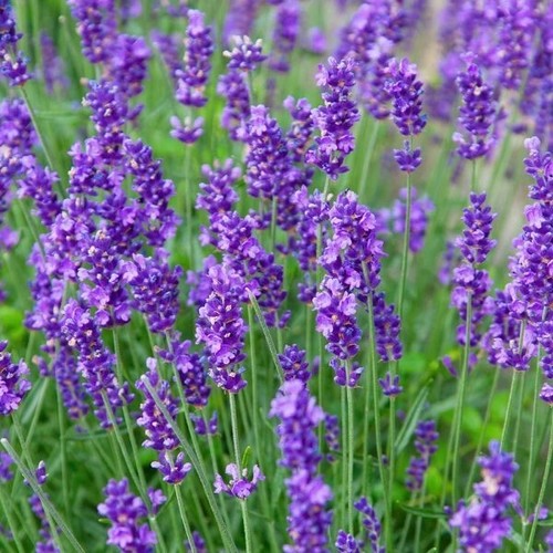 Lavender seeds english - seeds, x