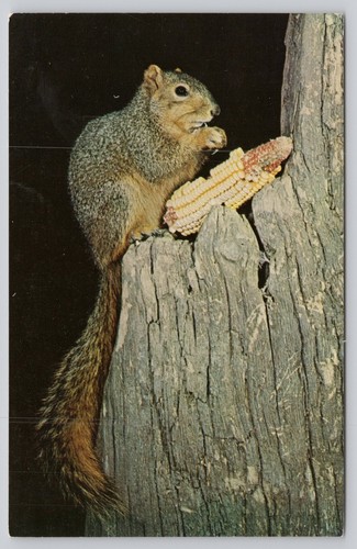 Vintage fox squirrel - fox, eating