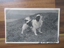 Old postcard photo of a Japanese Spaniel dog