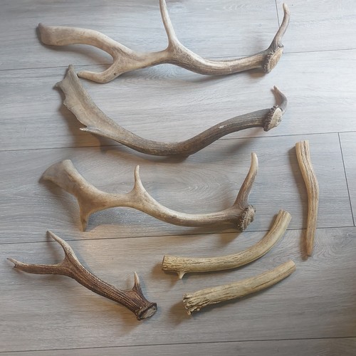 Antler horns sections joblot - horns,