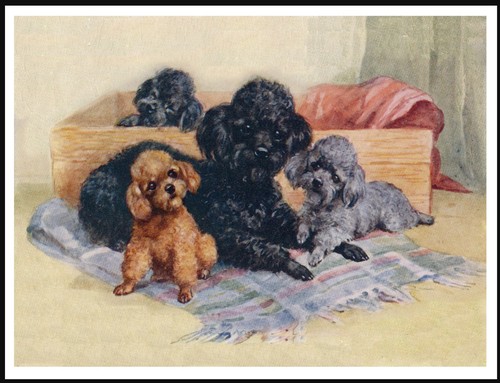 Poodle mum and pups lovely - and,