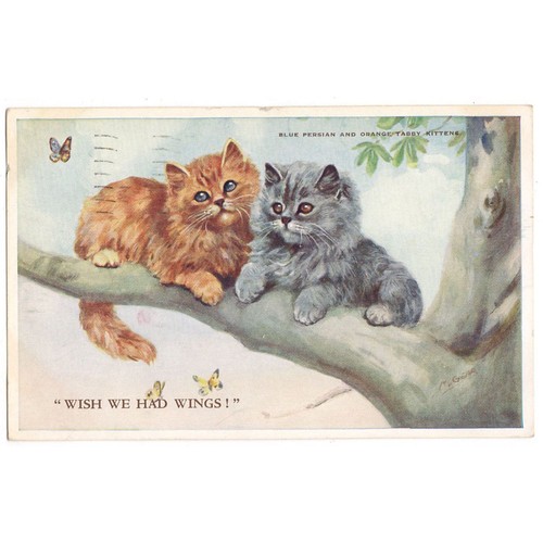 Cats blue persian orange - persian,