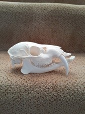 Taxidermy skeletons bones tattoo hunting trophy SKULL CHINESE WATER DEER MALE