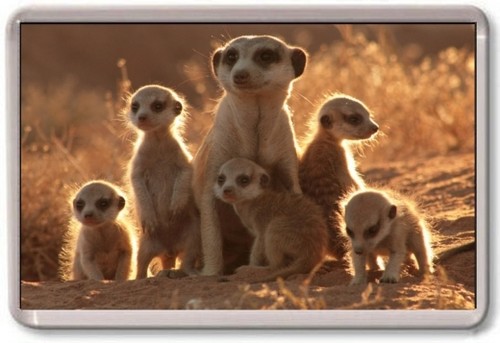 Fridge magnet meerkats - magnet,
