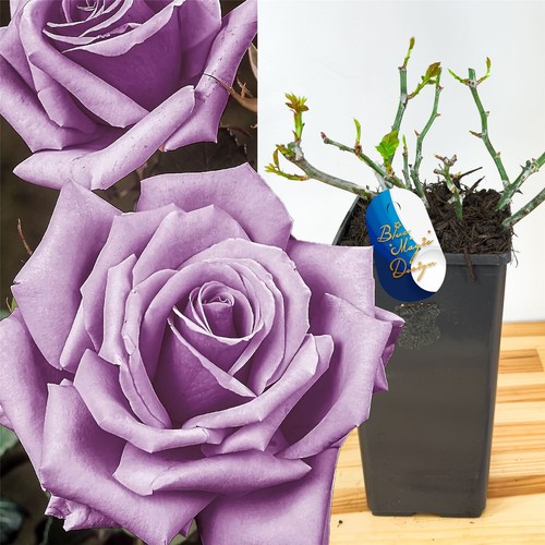 English bush rose - english,