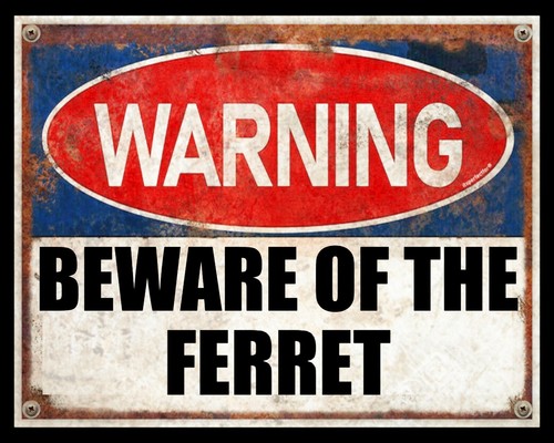 Beware the ferret polecat - of,