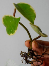 Hoya carnosa 'Krimson Queen'